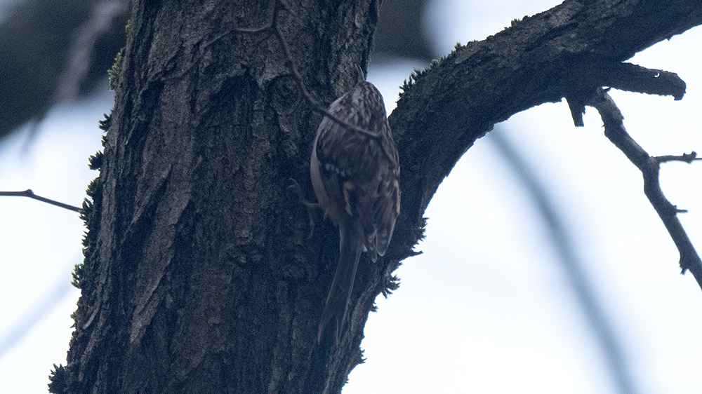 Short-toed Treecreeper